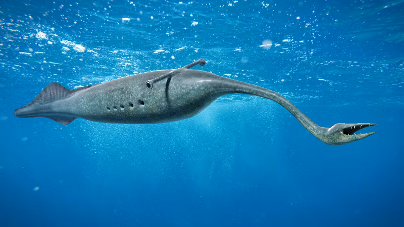 Quái vật Tully được phát hiện năm 1958. Tuy nhiên, loài sinh vật cổ đại này gây nhiều tranh cãi vì trong nhiều thập kỷ qua vẫn chưa có nhà khoa học nào có thể giải thích được chính xác nó thuộc loài nào. (Ảnh: Dotted Yeti/Shutterstock).