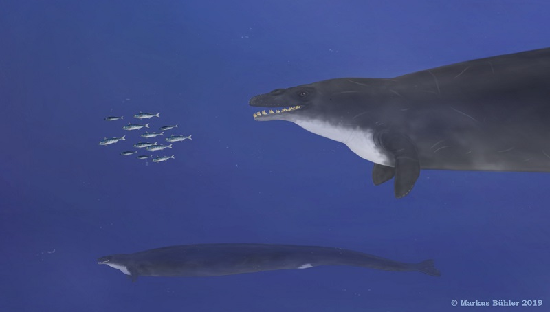 Theo các nghiên cứu, loài cá này có lực cắn ngang ngửa với khủng long bạo chúa T.rex – loài có lực cắn có thể đạt tới 5.641 newton. Do đó, Basilosaurus thừa sức cắn vỡ hộp sọ của những loài cá voi nhỏ hơn khác.