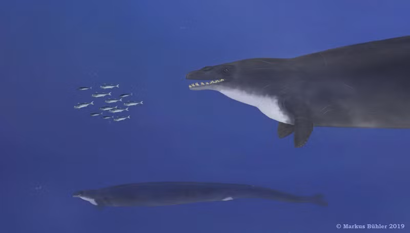 Theo các nghiên cứu, loài cá này có lực cắn ngang ngửa với khủng long bạo chúa T.rex – loài có lực cắn có thể đạt tới 5.641 newton. Do đó, Basilosaurus thừa sức cắn vỡ hộp sọ của những loài cá voi nhỏ hơn khác.