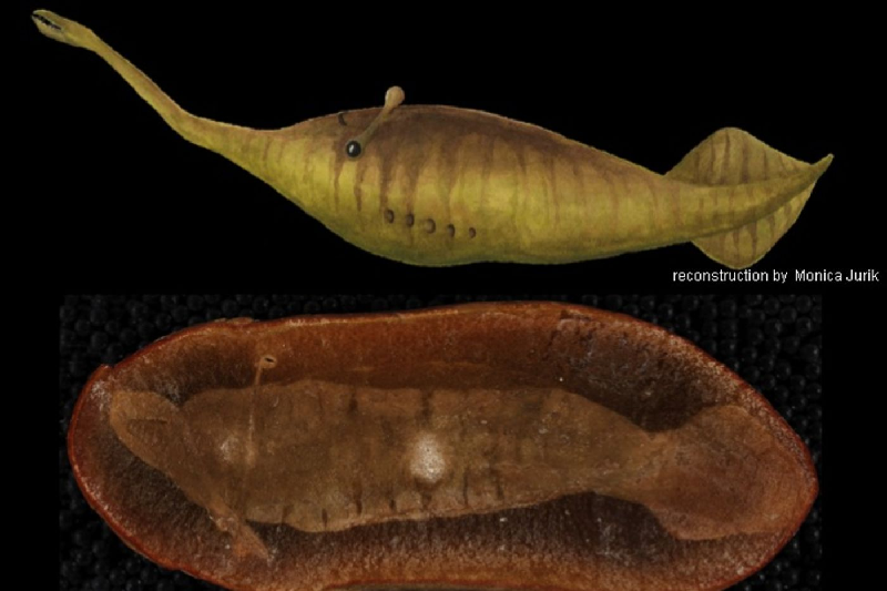 Quái vật Tully. Quái vật Tully là hóa thạch hơn 300 triệu năm tuổi được phát hiện ở tầng hóa thạch Mazon Creek, Illinois, Mỹ. Sinh vật có thân hình ống, dài 30 cm, mũi thuôn dài, nhiều răng và với đôi mắt được gắn vào hai đầu của cuống mắt dài kỳ dị, khiến nó trông giống một con quái vật hơn động vật bình thường. (Ảnh: Fieldmuseum.org).