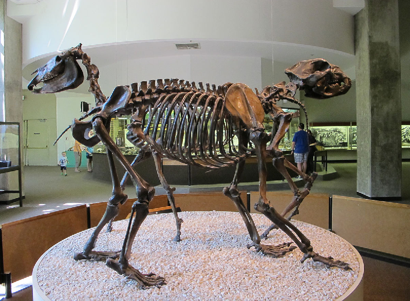 Một số nghiên cứu cho rằng loài gấu này là một loài động vật ăn tạp giống như nhiều loài gấu còn sống ngày nay, song trong một nghiên cứu khác phân tích hóa học xương của nó cho thấy, Arctodus simus hầu như chỉ ăn thịt và có lẽ nó sẽ cần ăn khoảng 16kg thịt mỗi ngày. (Ảnh: Wikipedia)