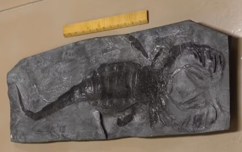 Bò cạp Eurypterid. Động vật chân đốt lớn nhất từng tồn tại là bò cạp biển – Eurypterid – dài đến khoảng 2.4m và được trang bị móng suốt sắc bén. Nó đã xuất hiện cách đây khoảng 435 triệu năm trước. (Ảnh: Fieldmuseum.org).