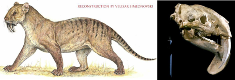 Thylacosmilus. Những kẻ săn mồi hung dữ này trông giống như những con mèo răng kiếm, nhưng thực tế nó thuộc về một nhóm đã tuyệt chủng gọi là sparassodonts. Sinh vật tiền sử này có họ hàng gần với các loài thú có túi còn sống ngày nay. (Ảnh: Fieldmuseum.org).