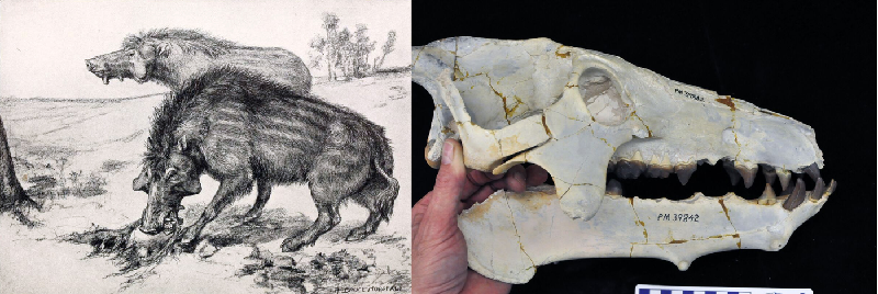 Archaeotherium. Loài này có có quan hệ họ hàng gần hơn với hà mã và cá voi. Archaeotherium là một loài động vật ăn tạp săn mồi có kích thước bằng một con bò với bộ hàm khổng lồ mà nó sử dụng để săn các loài động vật bao gồm cả tê giác thời tiền sử. (Ảnh: Fieldmuseum.org).