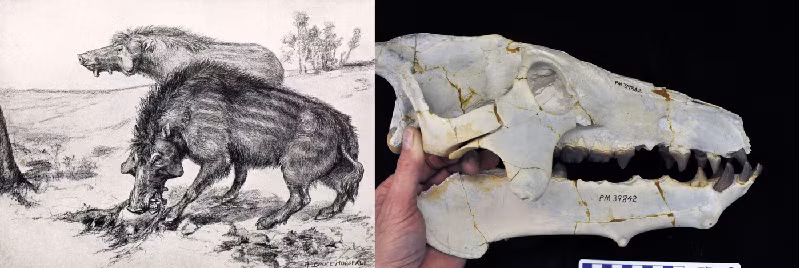 Archaeotherium. Loài này có có quan hệ họ hàng gần hơn với hà mã và cá voi. Archaeotherium là một loài động vật ăn tạp săn mồi có kích thước bằng một con bò với bộ hàm khổng lồ mà nó sử dụng để săn các loài động vật bao gồm cả tê giác thời tiền sử. (Ảnh: Fieldmuseum.org).