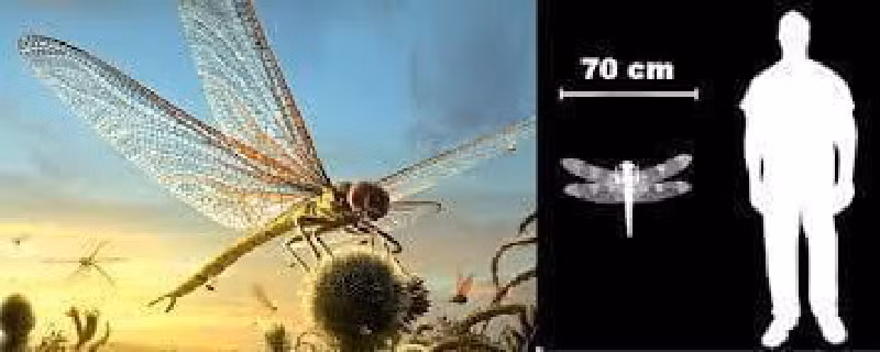 Một số nhà khoa học cho rằng, lý do Meganeuropsis phát triển to lớn như vậy là do lượng khí oxy mà nó hấp thụ được thời đó. (Ảnh: 9GAG).