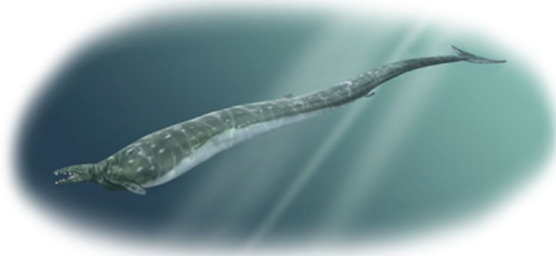 Cá voi Basilosaurus. Basilosaurus (có nghĩa là “thằn lằn vua”) là loài có hộp sọ dài khoảng 91cm. Chiều dài trung bình của Basilosaurus khoảng 18 m (60 ft), và được coi là các động vật thời tiền sử lớn nhất đã sống trong thời đại của chúng. (Ảnh: Fieldmuseum.org).