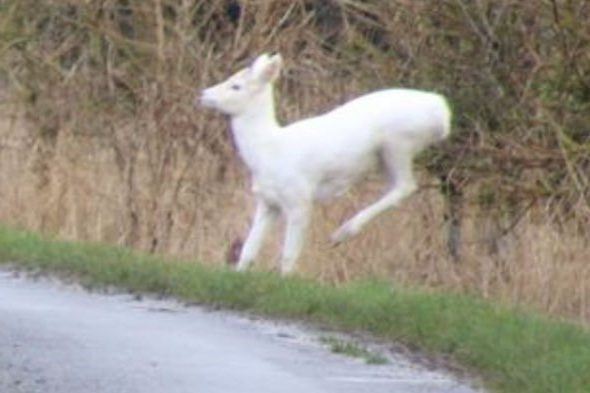 Christine Crook mô tả con hươu này "hoàn toàn đẹp" và là "một cảnh tượng thật đáng yêu để xem". Cô ấy nói: "Thật là kỳ diệu. Tôi luôn nghe nói về chúng và chúng hiếm đến mức nào nhưng lần nhìn thấy hiếm hoi này là khoảnh khắc đặc biệt”.