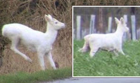 Những hình ảnh được Christine Crook chụp lại ở biên giới Oxfordshire và Berkshire. Christine cho biết anh trai cô đã nhìn thấy con hươu này vài ngày trước đó, và vì vậy cô đã lái xe ra ngoài để xem có phát hiện ra nó lần nữa hay không.