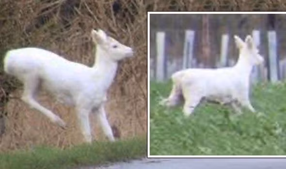 Những hình ảnh được Christine Crook chụp lại ở biên giới Oxfordshire và Berkshire. Christine cho biết anh trai cô đã nhìn thấy con hươu này vài ngày trước đó, và vì vậy cô đã lái xe ra ngoài để xem có phát hiện ra nó lần nữa hay không.