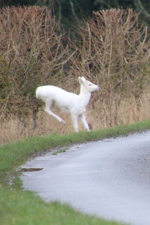 Những bức ảnh ấn tượng cho thấy một con hươu trắng đang lao qua cánh đồng ở Vương quốc Anh - Christine Crook cho rằng đây là một khoảnh khắc hết sức "kỳ diệu". 