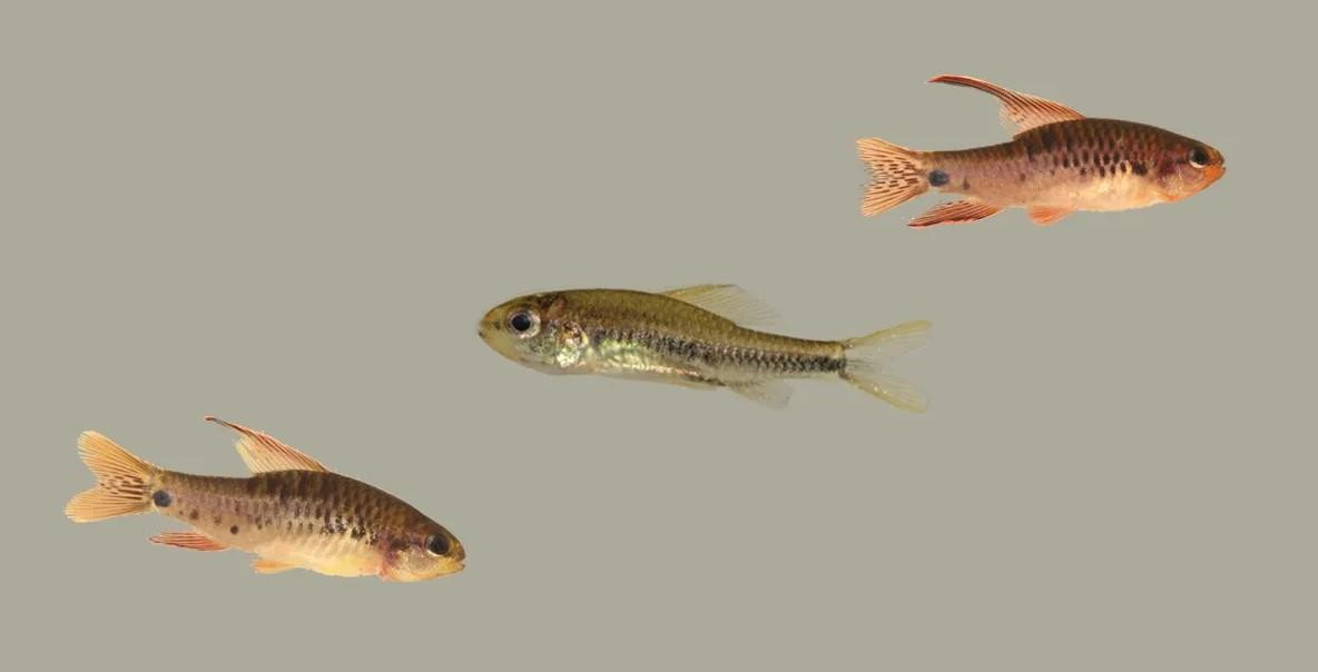 Các cuộc điều tra di truyền đã xác nhận mối quan hệ tiến hóa của hai loài mới có liên quan chặt chẽ này và họ hàng của chúng, nâng tổng số loài trong họ phụ nhỏ của chúng lên 5 loài.