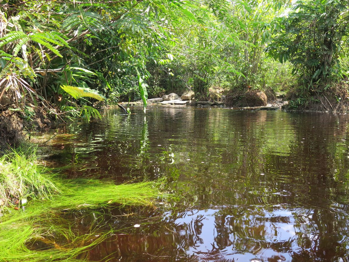 “Điều này khiến chúng tôi cảm thấy rất cấp bách phải lập hồ sơ về các loài này và xuất bản bài báo này càng nhanh càng tốt”.