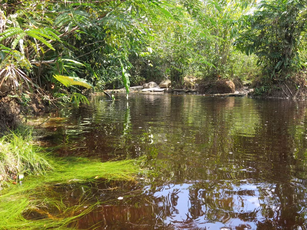 “Điều này khiến chúng tôi cảm thấy rất cấp bách phải lập hồ sơ về các loài này và xuất bản bài báo này càng nhanh càng tốt”.