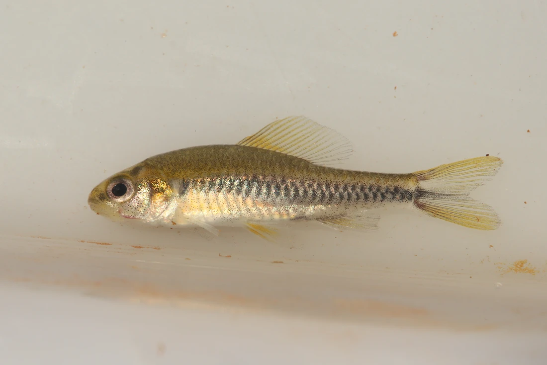 Tiến sĩ Pastana cho biết: “Các nhà nghiên cứu đã bắt gặp Poecilocharax rhizophilus giữa mớ rễ cây nhô ra từ các bờ suối nước đục ngầu”.