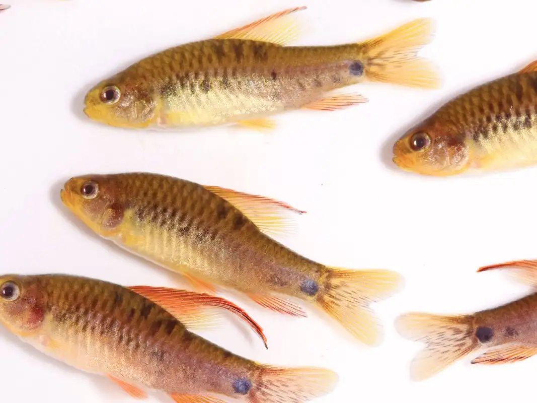 Hai loài mới được mô tả thuộc về Crenuchin Poecilocharax, một phân họ của họ cá Crenuchidae phân bố ở lưu vực sông Amazon với tính trạng lưỡng hình rõ nét theo giới tính cùng các kiểu màu sắc rực rỡ.