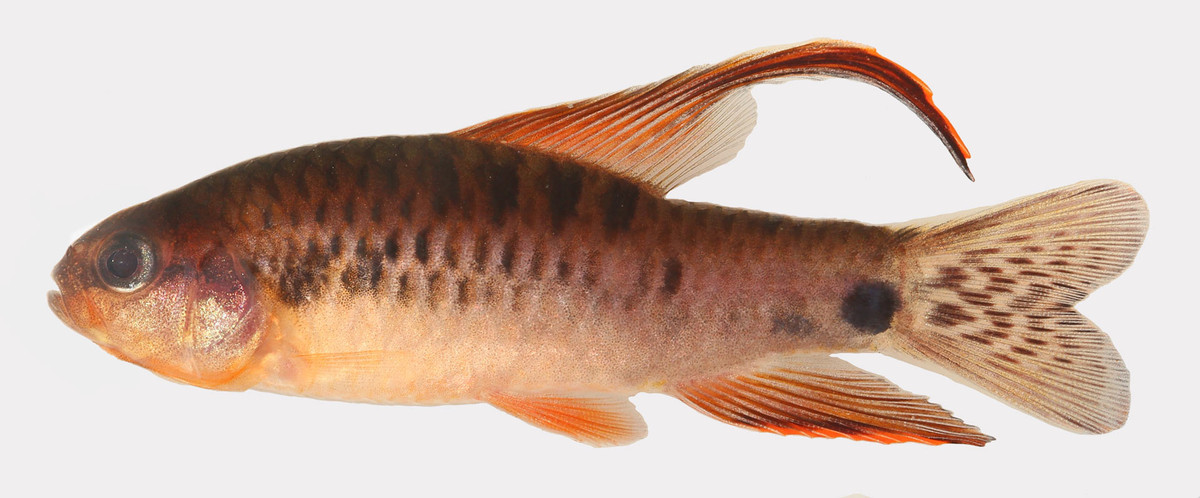 Tiến sĩ Pastana cho biết: “Phân họ nhỏ này rất được mong đợi trên thị trường cá cảnh”. Một trong những loài mới, được đặt tên là Poecilocharax callipterus, có vây màu đỏ cam sặc sỡ và một đốm đen đặc biệt ngay trước đuôi.