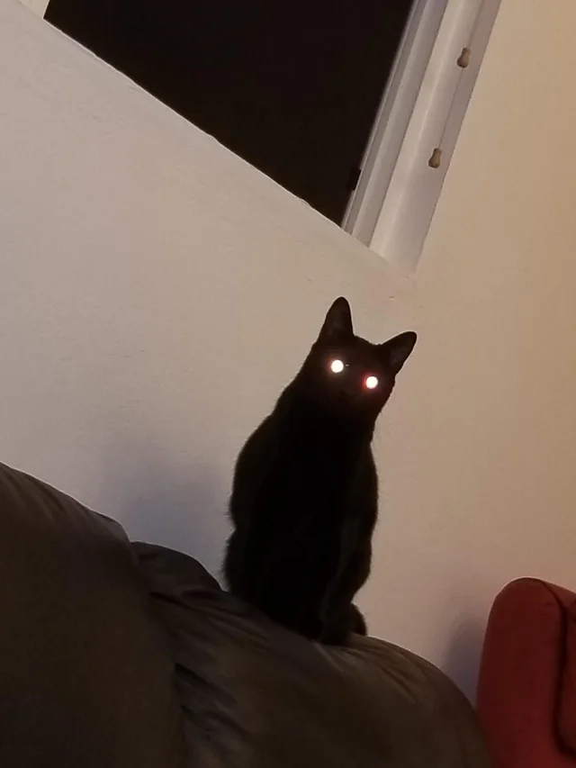 Do khả năng tránh va chạm của chúng trong các buổi “tập thể dục về đêm” này, bạn có thể nghĩ rằng mèo có khả năng nhìn ban đêm tự nhiên. Nhưng liệu chúng thực sự có?