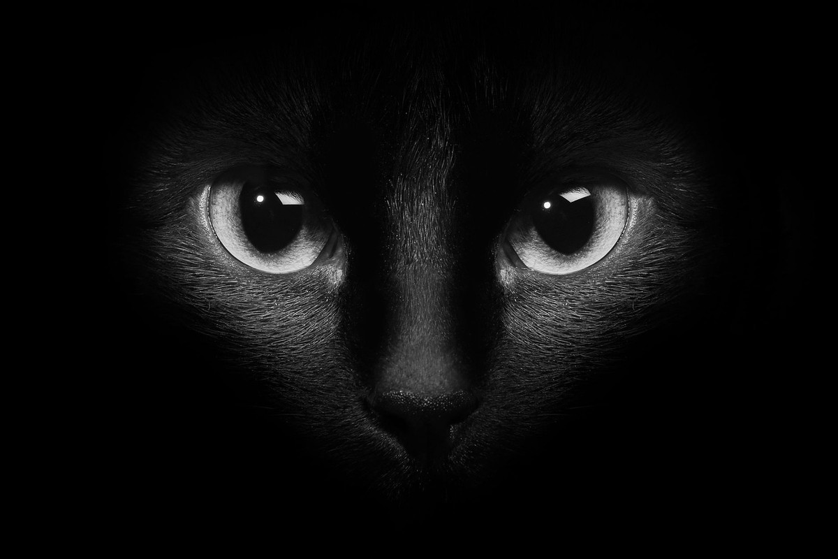 Tuy nhiên, mặc dù mắt mèo được thiết kế để chạy nhảy vào ban đêm, nhưng khả năng điều hướng thành công môi trường của mèo trong thời gian gần bóng tối là nhiều hơn so với cấu tạo của mắt. Bởi theo Plummer, mèo cũng dựa vào các giác quan khác của chúng.