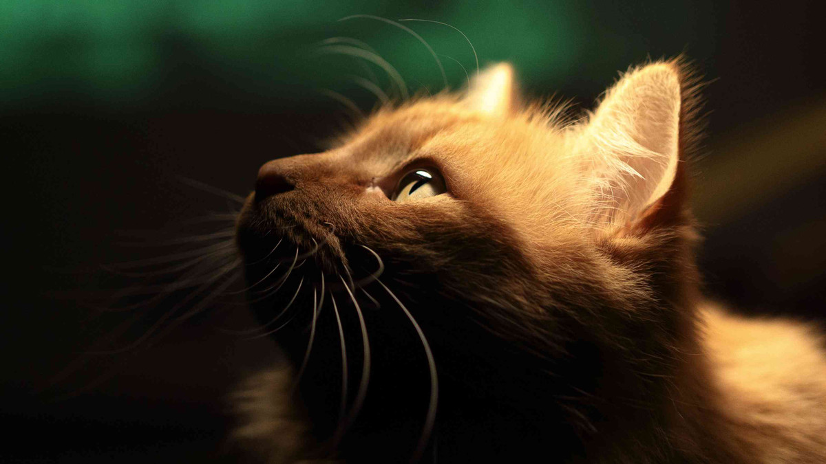 “Mèo có thính giác và khứu giác rất nhạy bén giúp hỗ trợ khả năng định hướng của chúng”, Plummer nói. "Tương tác với môi trường đòi hỏi sự hợp tác của tất cả các giác quan.