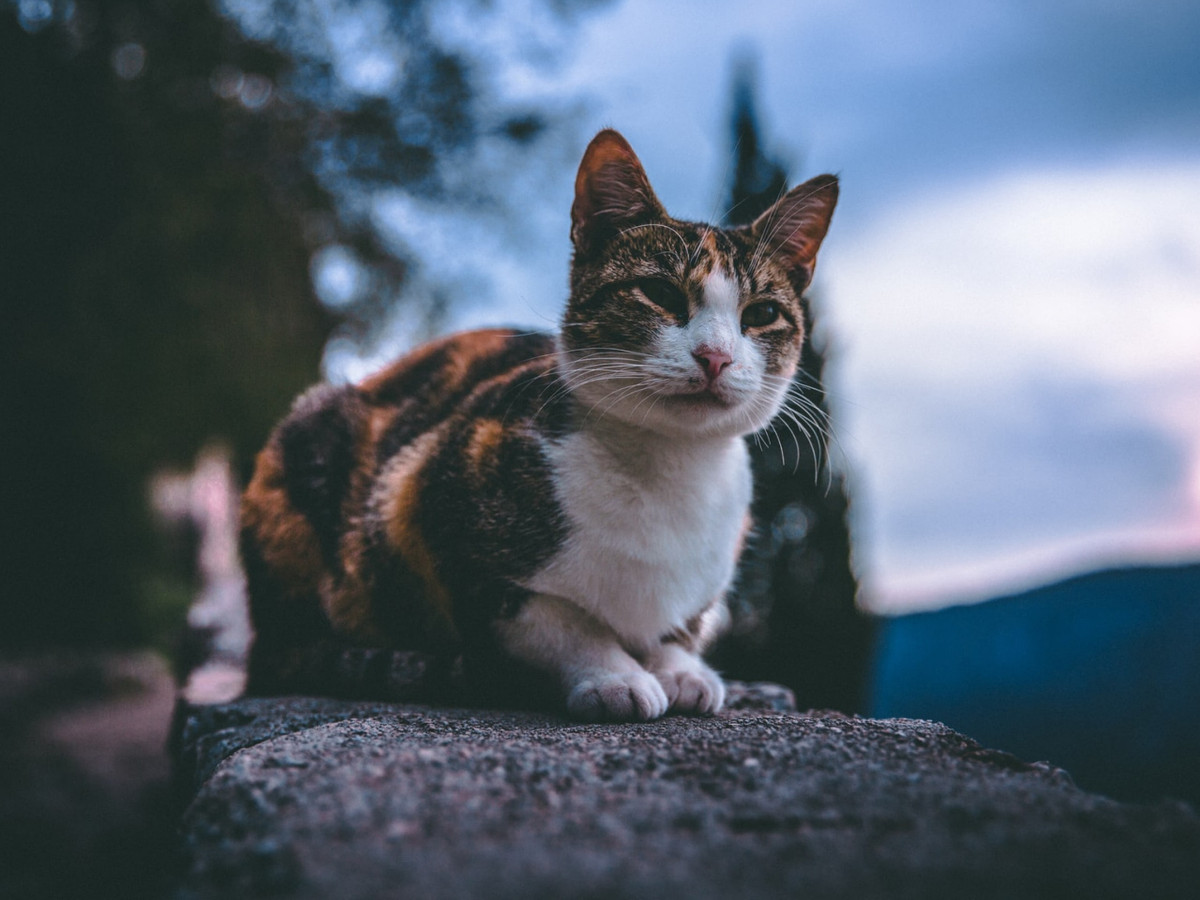 Mặc dù hoạt động nhiều hơn con người bình thường vào ban đêm, mèo không phải là loài động vật sống về đêm. Thay vào đó, chúng được coi là "crepuscular", hoặc hoạt động vào lúc hoàng hôn, do chúng thích săn mồi vào lúc hoàng hôn và bình minh.