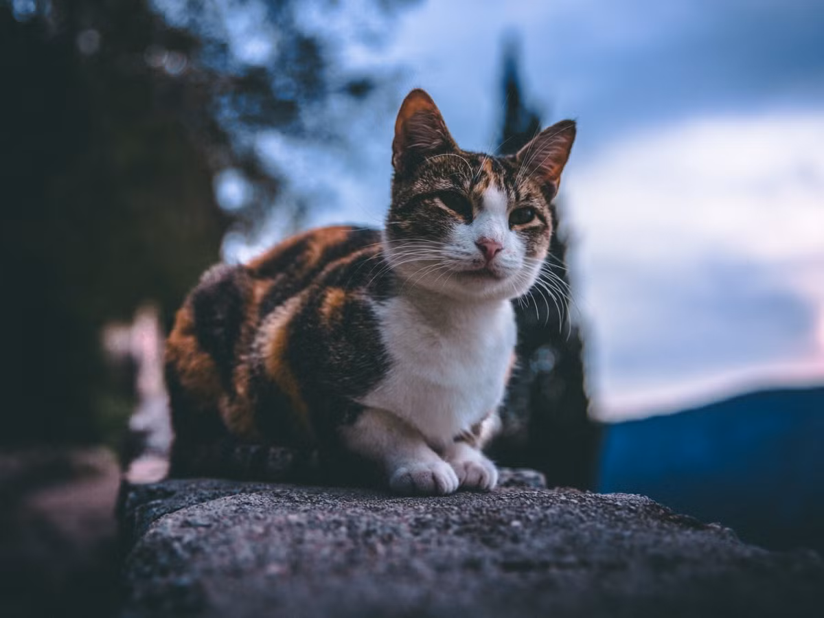 Mặc dù hoạt động nhiều hơn con người bình thường vào ban đêm, mèo không phải là loài động vật sống về đêm. Thay vào đó, chúng được coi là "crepuscular", hoặc hoạt động vào lúc hoàng hôn, do chúng thích săn mồi vào lúc hoàng hôn và bình minh.