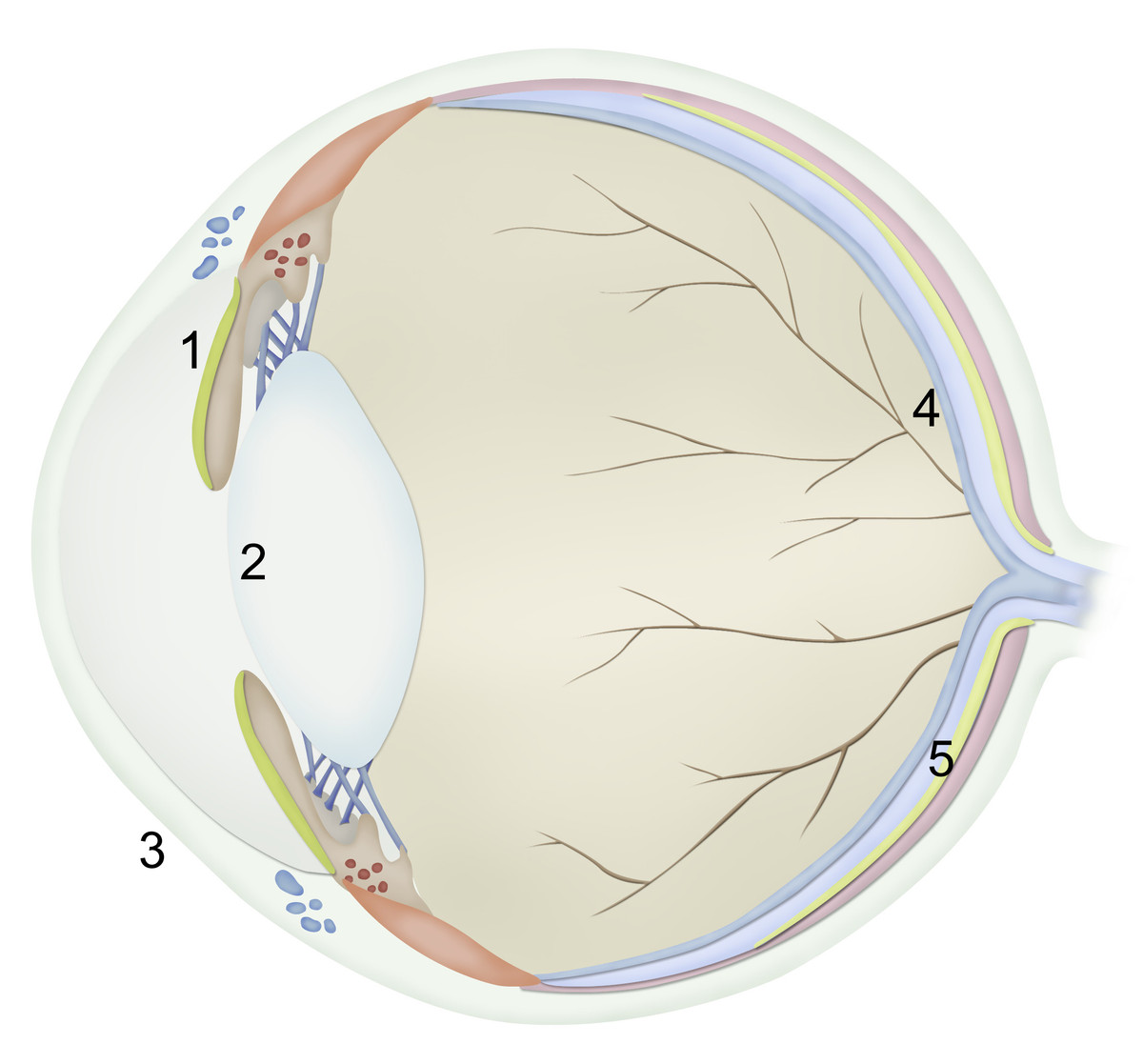 Số lượng tế bào cảm thụ ánh sáng hình que dồi dào có nghĩa là mèo có thể nhìn "tốt hơn từ 6 đến 8 lần" so với con người khi trời tối.