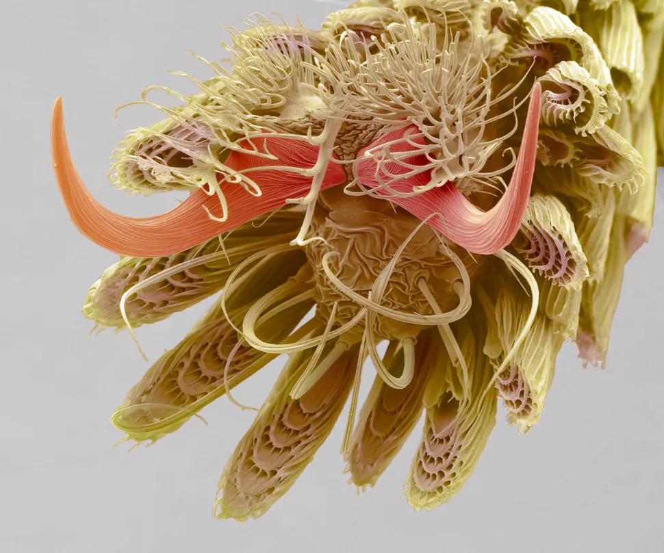 Một bức ảnh lan truyền trên Reddit vào tháng 11 năm 2017 đã khiến mọi người tò mò không biết nó là gì, gồm một vật thể hình ria mép màu hồng nằm giữa những vòng xoáy, kèm cấu trúc uốn lượn kỳ quái, hầu hết người xem không thể đoán được. Hình ảnh bí ẩn này là bàn chân của một con muỗi được phóng đại cận cảnh tới 800 lần.