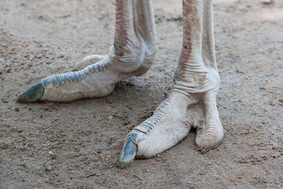Đà điểu là loài chim duy nhất có hai ngón chân (tất cả các loài chim khác đều có ba hoặc bốn ngón chân). Một ngón chân lớn hơn nhiều so với ngón chân còn lại, và có một móng vuốt có thể đo được chiều dài lên tới 10 cm.