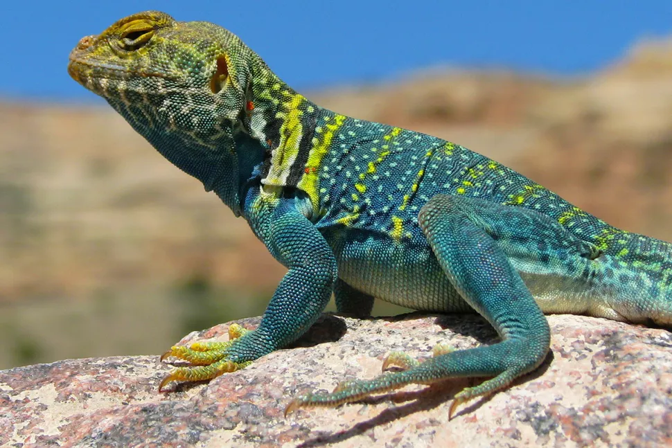 Thằn lằn có lông ở Bắc Mỹ có hai chân sau cơ bắp và mạnh mẽ, với những bàn chân trông kỳ dị với các ngón chân có chiều dài khác nhau và phân nhánh theo các hướng khác nhau, theo Bảo tàng sa mạc Sonora Arizona. Thằn lằn có lông là loài chạy nhanh, có khả năng tăng tốc lên tới 26 km/h, nhanh như một con người đang chạy nước rút.