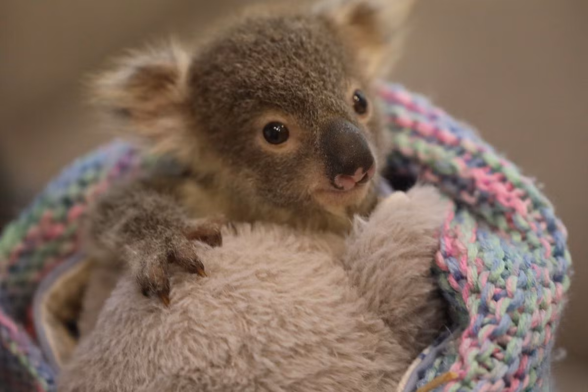Một chú gấu túi được giải cứu có cơ hội sống mới sau khi được Giám đốc Công viên Bò sát Úc Tim Faulkner nhận nuôi.