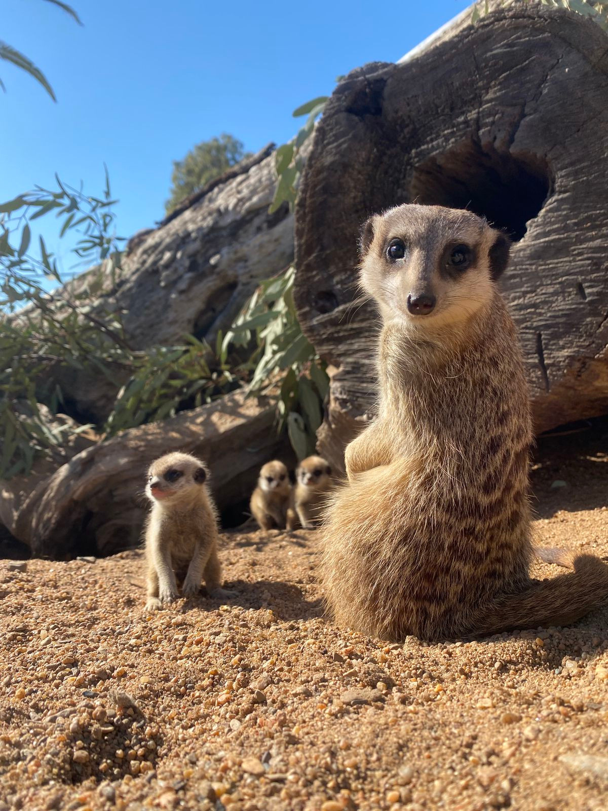 Ba con cầy meerkat con đáng yêu đã được sinh ra tại Vườn thú Taronga Western Plains, ở Dubbo, New South Wales. Bộ ba này sinh ngày 23 tháng 8 năm 2021 và mới chui ra khỏi tổ để khám phá môi trường xung quanh.