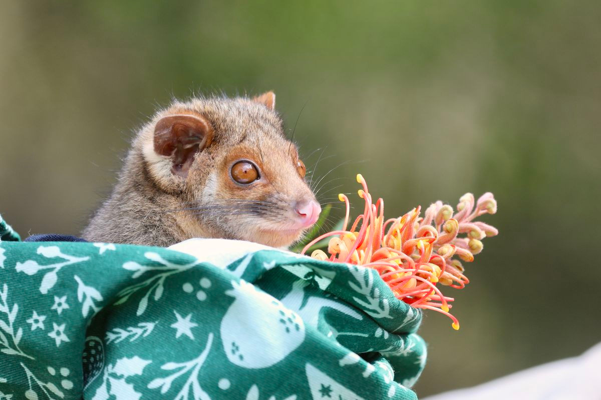 Tại khu bảo tồn Daniel Rumsey Linguini, chú gấu túi con chủng đuôi dài này đang tận hưởng cuộc sống yên bình nhất trong khoảnh khắc ngửi một cây hoa bản địa của Úc.