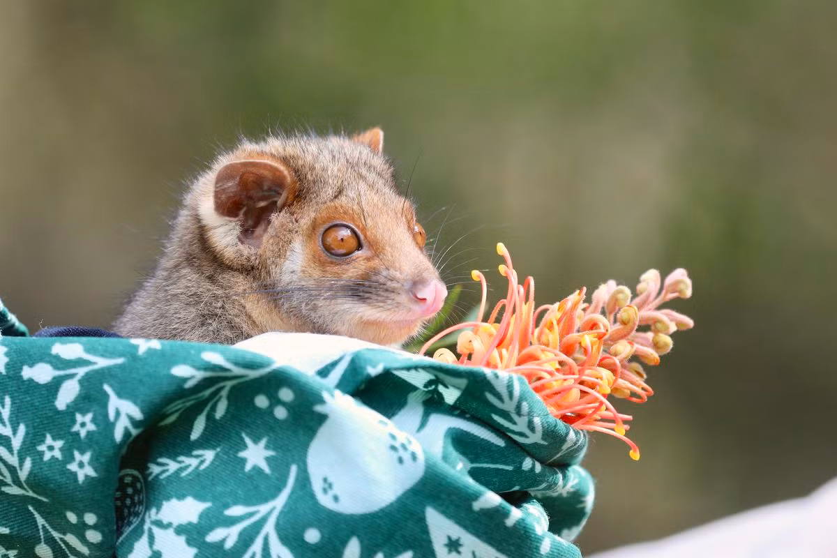 Tại khu bảo tồn Daniel Rumsey Linguini, chú gấu túi con chủng đuôi dài này đang tận hưởng cuộc sống yên bình nhất trong khoảnh khắc ngửi một cây hoa bản địa của Úc.