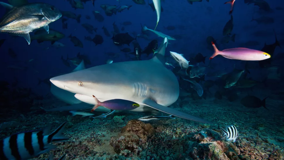 Ở Fiji, một con cá mập bò đã thực hiện một pha bẻ lái để tránh camera ghi hình của một nhiếp ảnh gia.