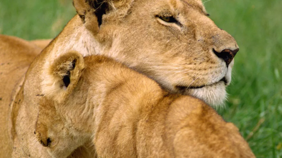 Ở Đông Phi, một con sư tử cái và đàn con của nó đã lan tỏa tình yêu thương tại Khu bảo tồn Quốc gia Masai Mara của Kenya.