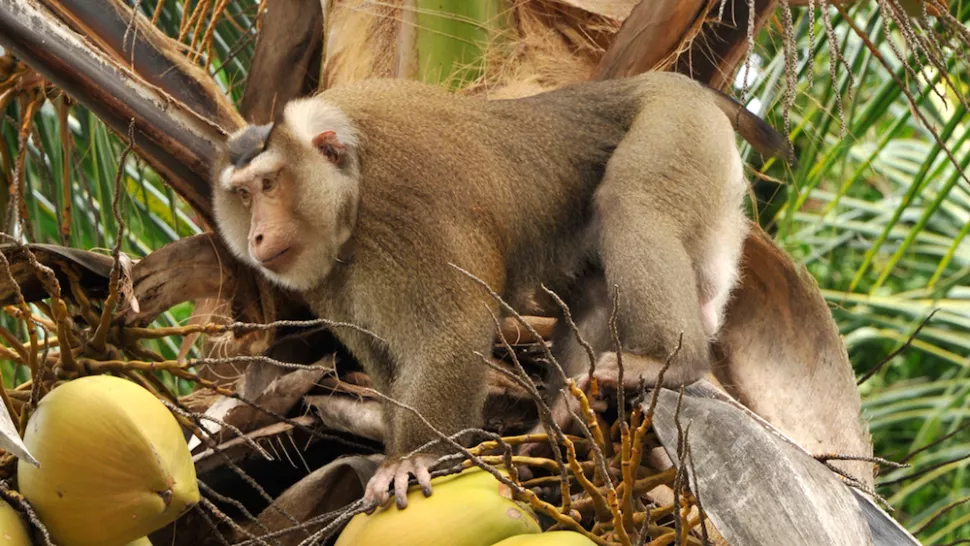 Ở Đông Nam Á, một con khỉ macaque đã được huấn luyện thu gom dừa một cách xông xáo, năng nổ ở Ko Samui, Thái Lan.