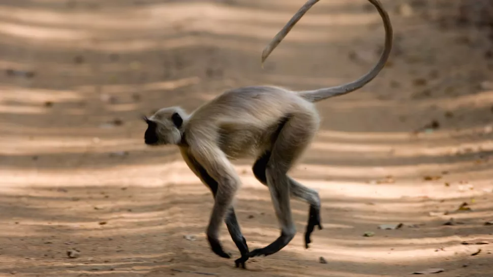 Tại châu Á, một con voọc Hanuman ( Presbytis entellus) tinh nghịch chạy qua đường trong Vườn quốc gia Bandhavgarh thuộc bang Madhya Pradesh, Ấn Độ.