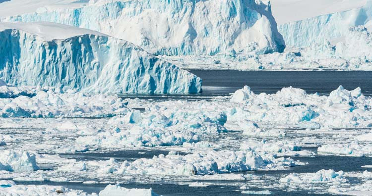 Một hóa thạch được bảo quản và đông lạnh hoàn hảo của một loài thực vật hàng triệu năm tuổi đã được tìm thấy dưới lớp băng tại một trại quân sự bí mật thời Chiến tranh Lạnh ở Greenland vào năm 2019. Nó đã tiết lộ nhiều về địa chất trong quá khứ của Greenland và tương lai có thể xảy ra của thế giới.