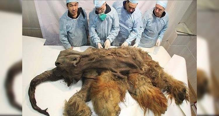 Những người thợ săn ngà địa phương ở Siberia tìm thấy một xác ướp voi lông cừu dọc theo bờ biển Oyogos Yar, Siberia vào năm 2010.