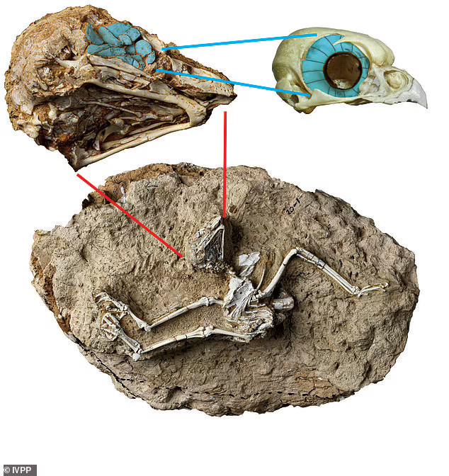 Bat ngo tim thay hoa thach trieu nam cua loai cu da tuyet chung