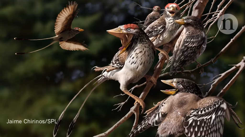 Sáu mẫu vật mới từ địa điểm Changma chủ yếu chỉ là hộp sọ và cổ, các bộ phận khác không được bảo quản trọn vẹn chủ yếu của loài chim Gansus yumenensis. Các hóa thạch cũng bị đập vỡ phần nào do thời gian chúng nằm sâu trong Trái đất, điều này khiến việc phân tích chúng trở nên khó khăn.