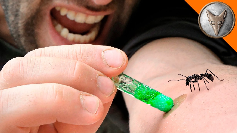 Dù nhìn bề ngoài có vẻ không đáng sợ lắm nhưng vết đốt của kiến đạn có thể gây đau đớn tột độ, kéo dài tận 12 đến 24 giờ. Sinh vật này sẽ không trở nên hung dữ trừ khi bị khiêu khích. (Ảnh: Internet)