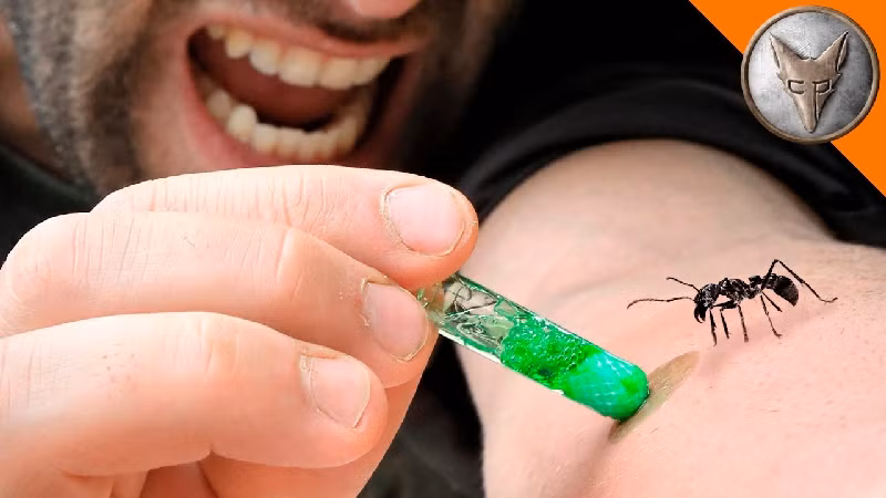 Dù nhìn bề ngoài có vẻ không đáng sợ lắm nhưng vết đốt của kiến đạn có thể gây đau đớn tột độ, kéo dài tận 12 đến 24 giờ. Sinh vật này sẽ không trở nên hung dữ trừ khi bị khiêu khích. (Ảnh: Internet)