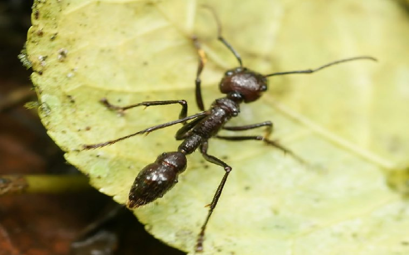 Trong một bài báo khoa học năm 2001 được xuất bản trên tạp chí Protein Spotlight, Vivienne Baillie Gerritsen đã chỉ ra rằng nọc độc từ loài Paraponera clavata đã được người dân bản địa Amazon sử dụng trong nhiều thế kỷ như một phương pháp điều trị bệnh thấp khớp. (Ảnh: theanimalfacts)