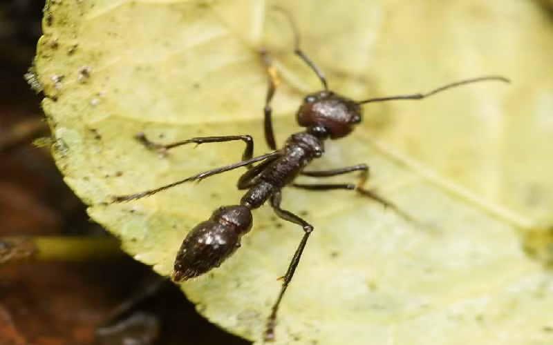 Trong một bài báo khoa học năm 2001 được xuất bản trên tạp chí Protein Spotlight, Vivienne Baillie Gerritsen đã chỉ ra rằng nọc độc từ loài Paraponera clavata đã được người dân bản địa Amazon sử dụng trong nhiều thế kỷ như một phương pháp điều trị bệnh thấp khớp. (Ảnh: theanimalfacts)