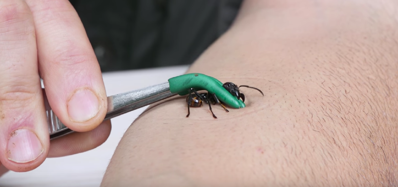 Những người từng bị sinh vật rừng nhiệt đới nhỏ bé này đốt cho biết nỗi đau do kiến cắn không gì khác trên Trái đất có thể so sánh được. May mắn thay, chưa từng có bất kỳ báo cáo nào về nạn nhân chết vì nọc độc của kiến đạn. (Ảnh: Esquire)