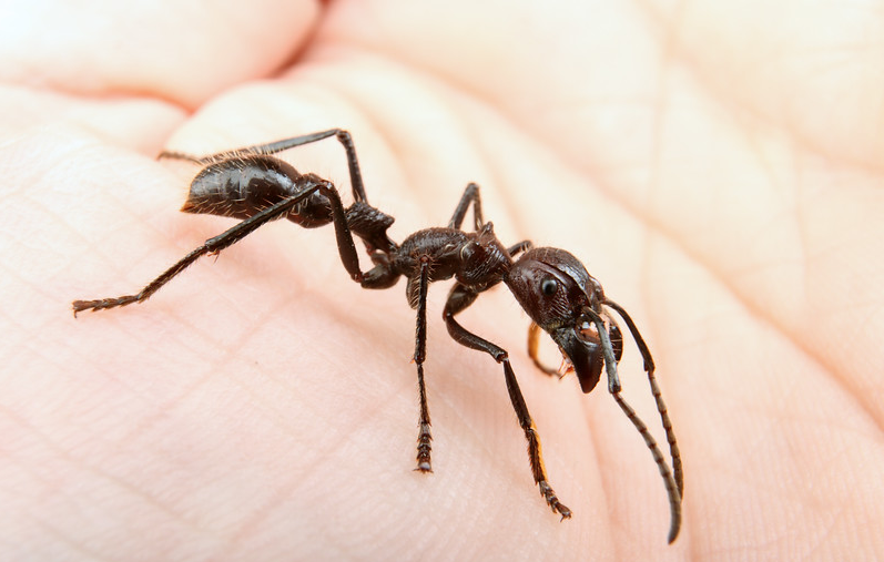 Tuy nhiên, dù tất cả những đau đớn mà con kiến nhỏ này có thể gây ra, nọc độc của nó có thể mang lại một số lợi ích về mặt y học. (Ảnh: Internet)