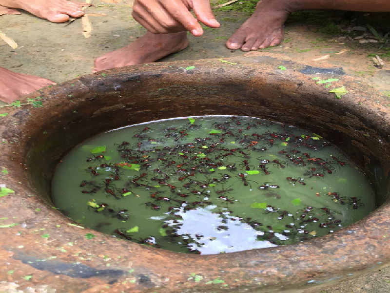 Cụ thể, tại bộ tộc Satere-Mawé ở Brazil, những cậu bé bước vào tuổi 12 phải tự mình đi bắt kiến Paraponera Clavata. Sau đó, các thành viên bộ tộc ngâm kiến trong một loại thuốc an thần tự nhiên, khiến chúng bất tỉnh. (Ảnh: MARCUS MACGREGOR)