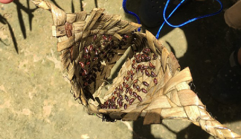 Những con kiến sau đó được đặt vào gang tay bằng lá cây và đặt lên tay của các cậu bé 12 tuổi. Khi những con kiến thức dậy, chúng sẽ cắn những linh hồn bất hạnh này trong ít nhất 5 phút. (Ảnh: MARCUS MACGREGOR)